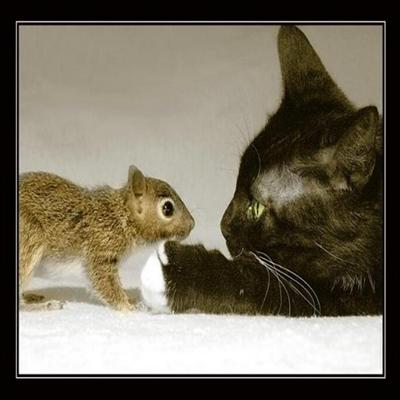 Squirrel & Cat