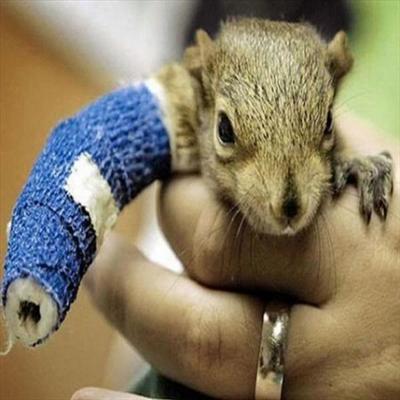 Cute Baby Squirrel With Broken Arm