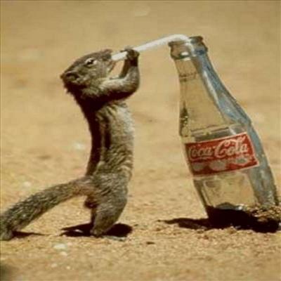CocaCola Drinking Chipmunk 