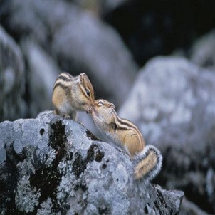 Kissing Chipmunks