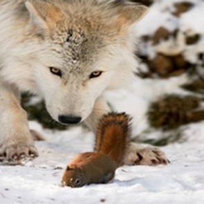 Red Squirrel & Wolf In Snow