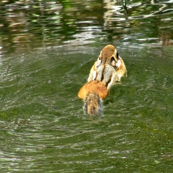Swimming Chipmunk