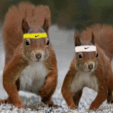 Jogging Squirrels
