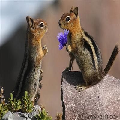 Chipmunk With Flower