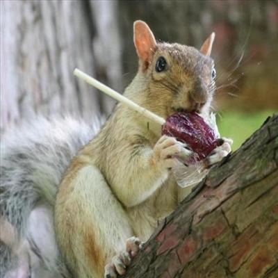 My Squirrel Lollipop