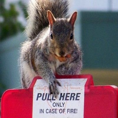 SquirrelMail
