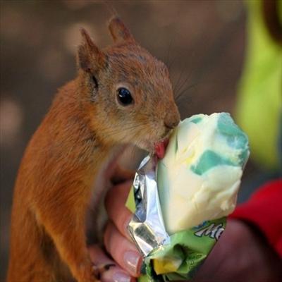 Squirrel Eating Ice Cream