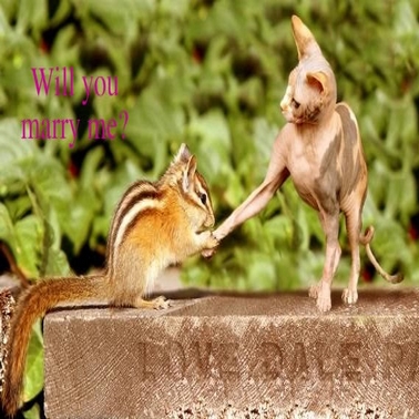 Will You Mary Me