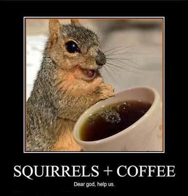 Squirrel + Coffee