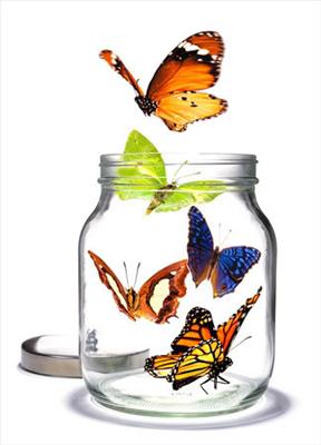 Jar of Butterflies