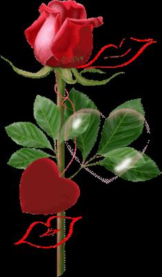 One Rose