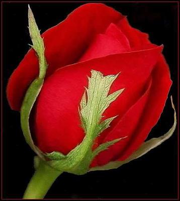 Red Rose