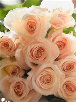 Bouquet of Roses
