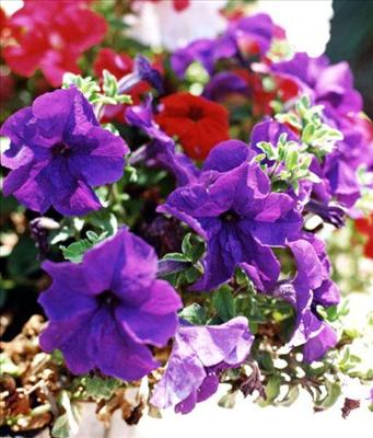 Bouquets