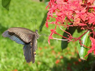 Butterfly and Flowers