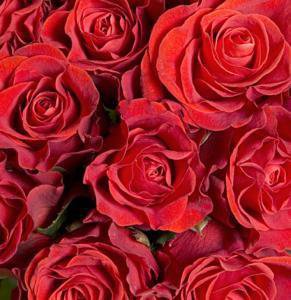 Red Roses