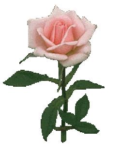 Pink Rose