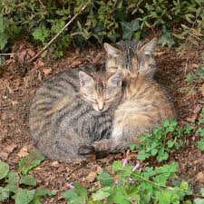 Chat