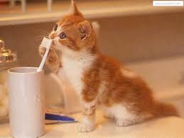 Chat