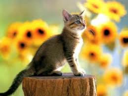 Chat