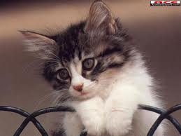 Chat