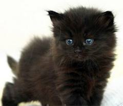 Chat