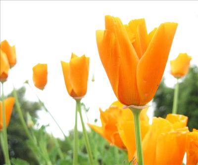 Orange Flower