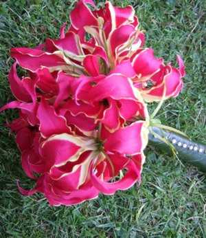Gloriosa