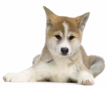 Akita