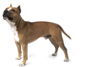 American Staffordshire Terrier