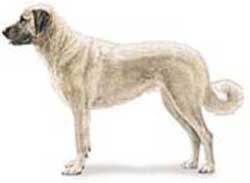 Anatolian Shepherd Dog