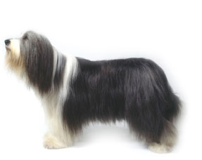 Bearded Collie