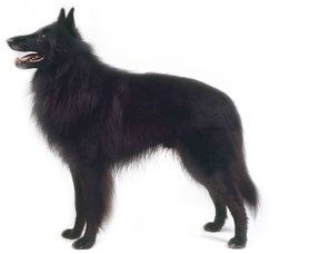Belgian Sheepdog