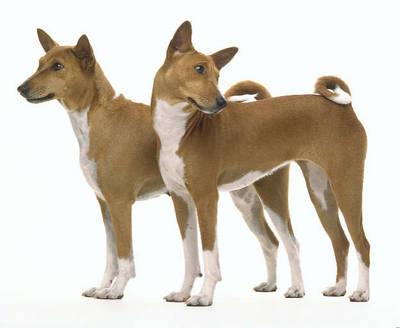 Basenji