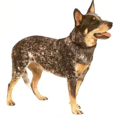 Australian Cattle Dog