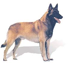 Belgian Malinois