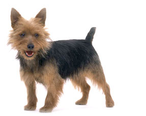 Australian Terrier
