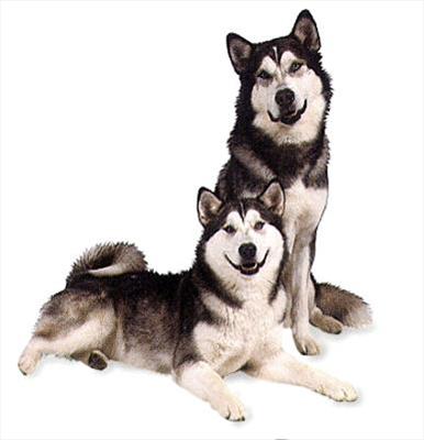 Alaskan Malamute
