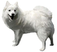 American Eskimo Dog