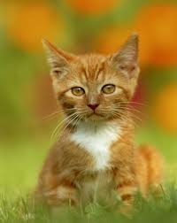 Cute Kitten