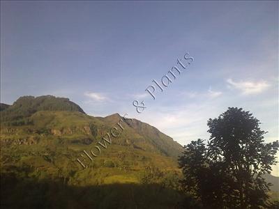 Scenery 11