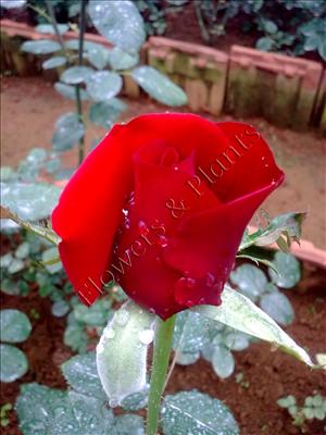 Red Rose (First Red)