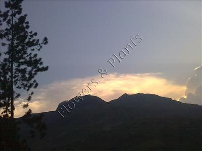 Scenery 16