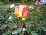 Supria