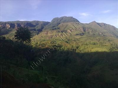Scenery 12
