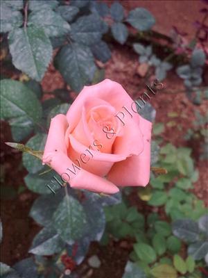 Pink Rose