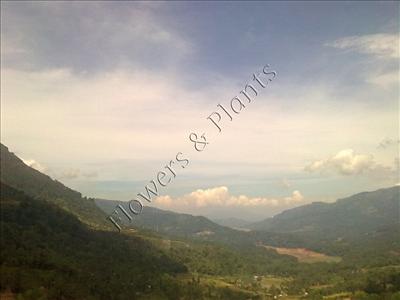 Scenery 05