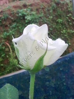 White Rose