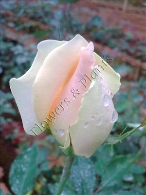 Peach Rose