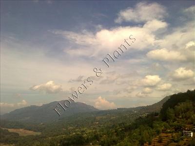 Scenery 04